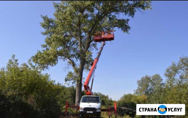Спил, обрезка,опиловка деревьев Астрахань - изображение 1