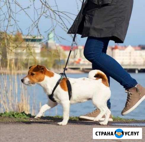 Выгул собак Ижевск - изображение 1