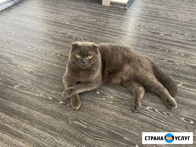 Вязка кота Кыштым - изображение 1