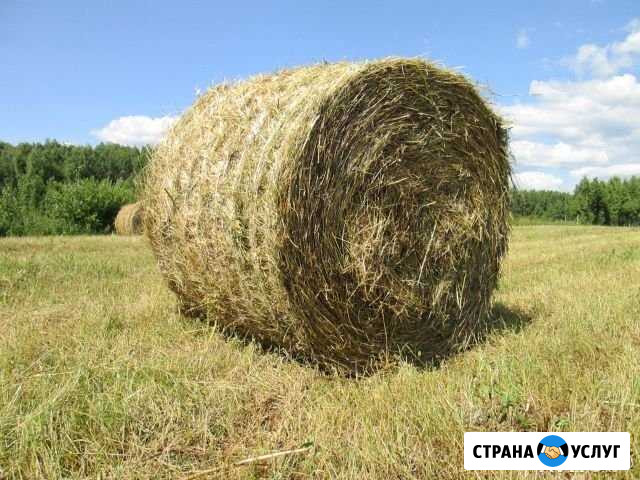 Сено в рулонах 2020 года Тацинская - изображение 1