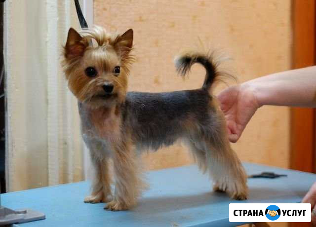 Стрижка собак Кинешма - изображение 1