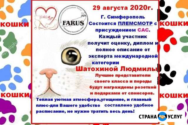 Мини выставка кошек Симферополь - изображение 1
