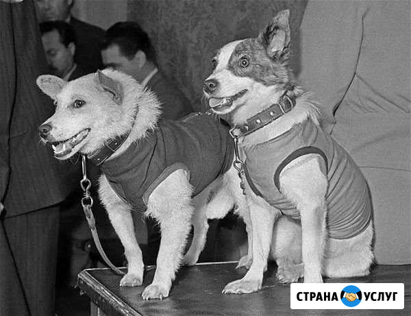 Выгул собак Липецк - изображение 1