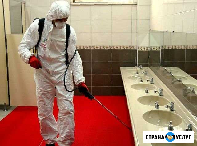 Уничтожение тараканов, клопов, муравьев, гарантия Владимир - изображение 1