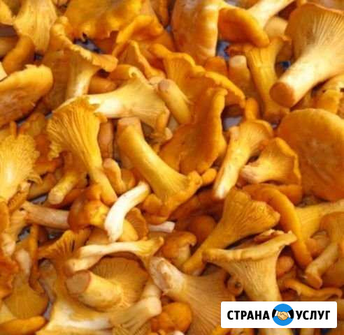 Продаю лисички Бор - изображение 1