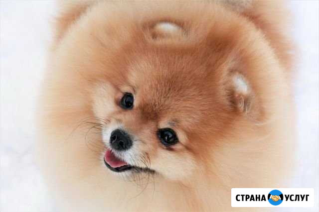 Грумер.Стрижка собак Нижний Новгород - изображение 1