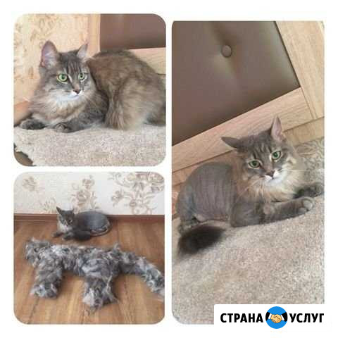 Стрижка кошечек и собачек Троицк - изображение 1
