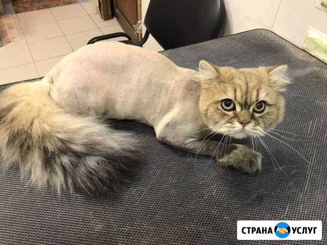 Стрижка любых кошек Уфа - изображение 1