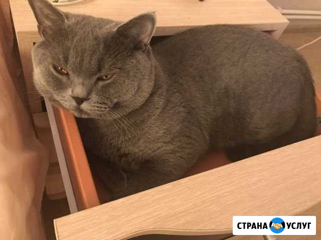 Британский кот (вязка) Улан-Удэ - изображение 1