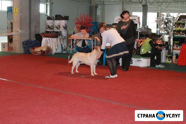 Лабрадор Молодой кобель чемпион. Вязка Батайск - изображение 1