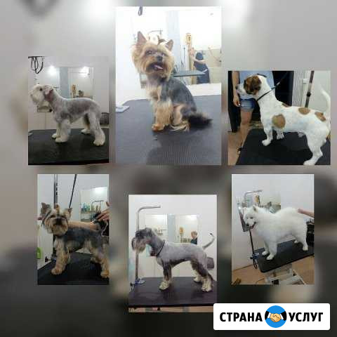 Стрижка собак, кошек, кроликов. Тримминг Ковров - изображение 1