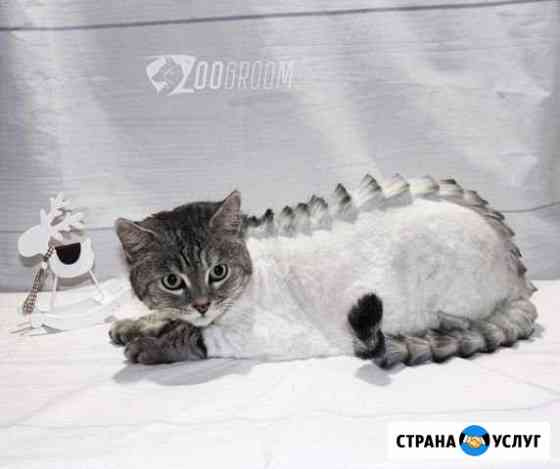 Стрижка животных кошек котов и собак Казань