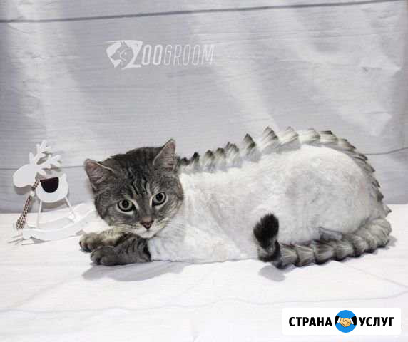 Стрижка животных кошек котов и собак Казань - изображение 1