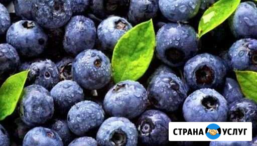 Черника Тверь - изображение 1