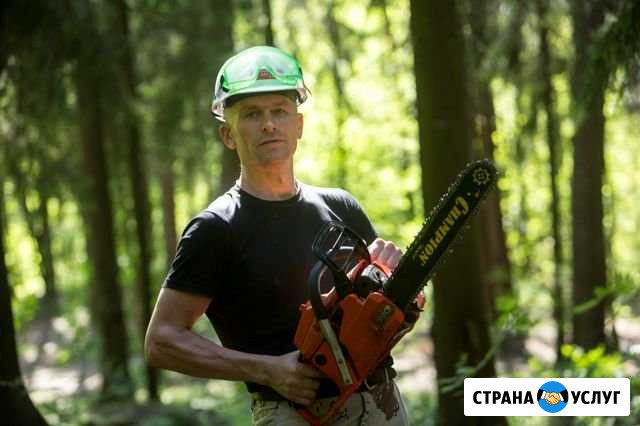 Дерево спил обрезка вырубка расчистка участок Санкт-Петербург - изображение 1