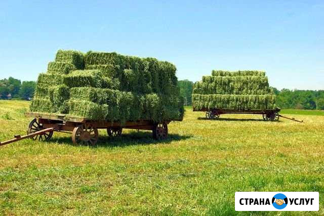 Продается сено в тюках Ермолаево - изображение 1