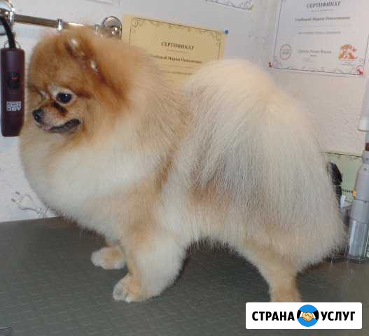 Стрижка собак. Домашний груминг Череповец - изображение 1
