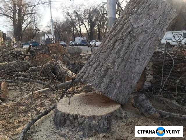 Спил деревьев,обрезка Владикавказ - изображение 1