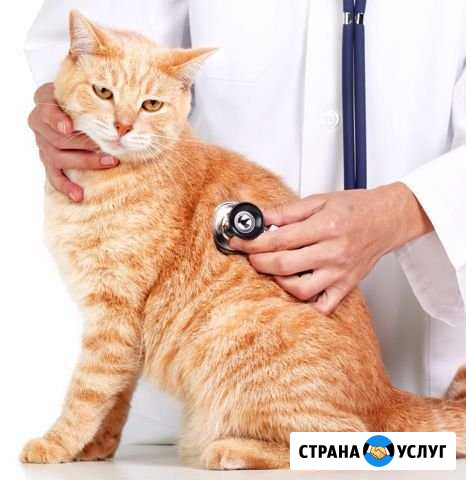 Кастрация кота на дому в любое время Барнаул - изображение 1