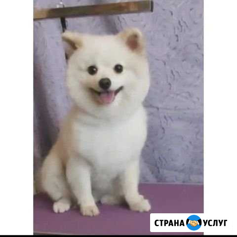 Стрижка собак. Владикавказ Владикавказ - изображение 1