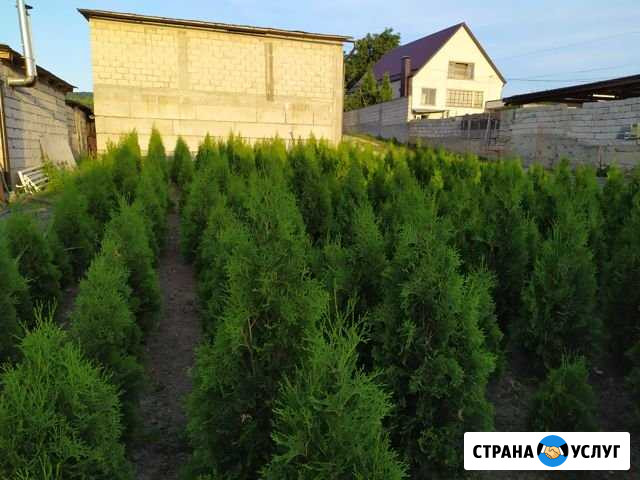 Растения Хасанья - изображение 1