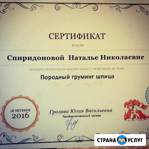 Стрижка собак и кошек Вологда - изображение 1