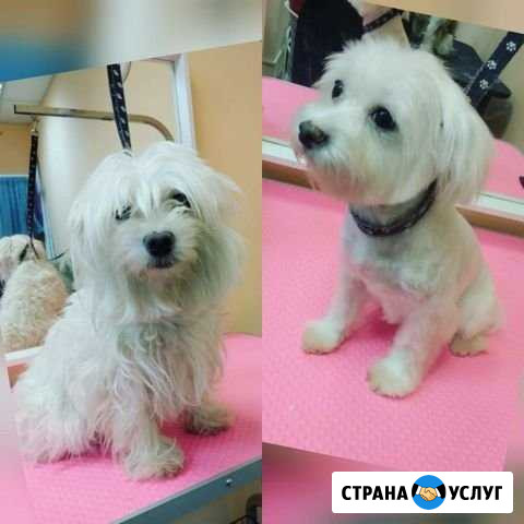 Стрижка собак (груминг) Барнаул - изображение 1
