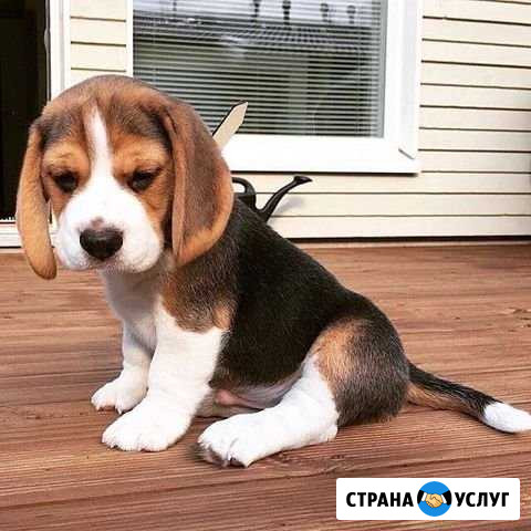 Выгул собак Дзержинск - изображение 1