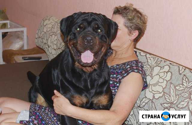 Ротвейлер, приглашает на вязку Волгоград - изображение 1