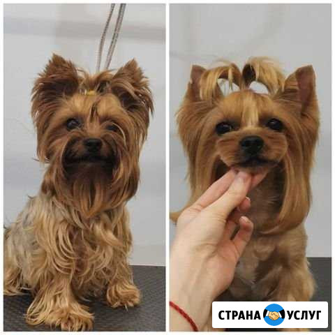 Груминг (стрижка собак и кошек) Ижевск - изображение 1