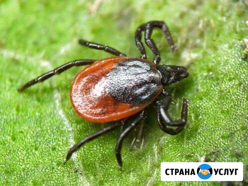 Дезинфекция уничтожение тараканов клопов грызунов Ждановский - изображение 1
