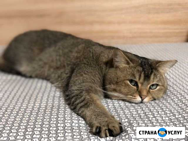 Вязка с Британцем Ульяновск - изображение 1