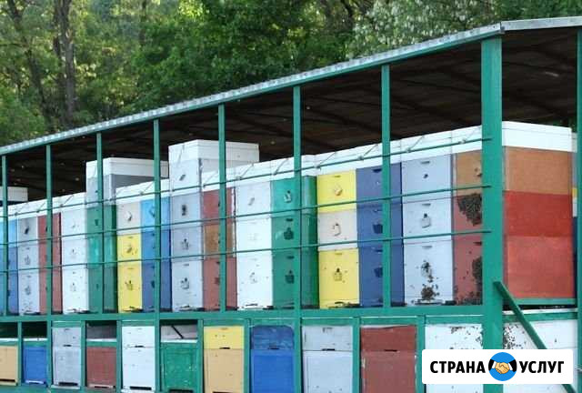 Совместный бизнес, инвестор, мед, пчеловодство Саратов - изображение 1