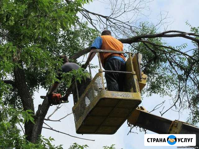 Пилим деревья любой сложности, вывозим мусор Бор - изображение 1