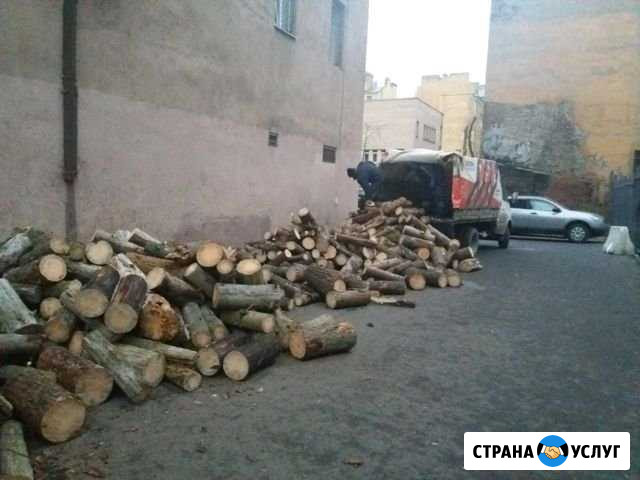 Дрова сухие (сухостой) Всеволожск - изображение 1