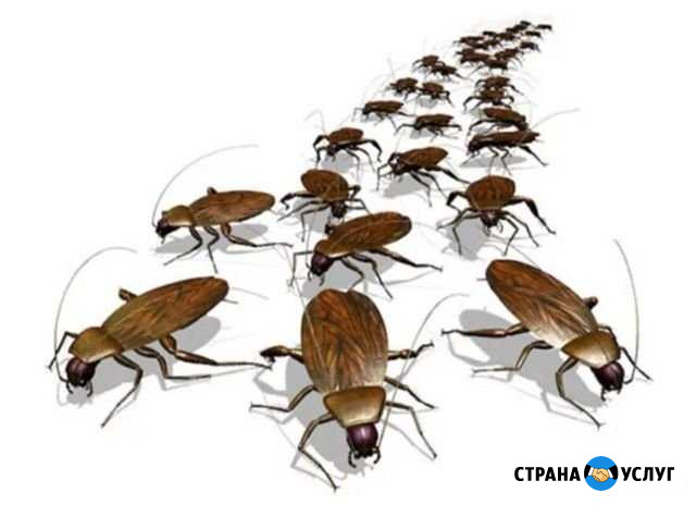 Уничтожение насекомых и грызунов, тараканы и мыши Ростов-на-Дону - изображение 1