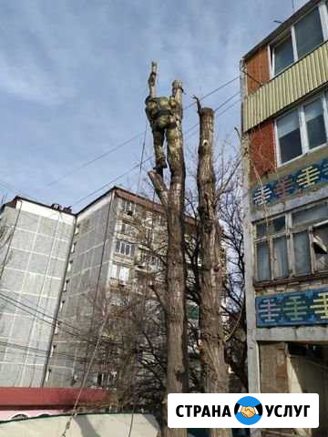 Рубка деревьев Акуша - изображение 1