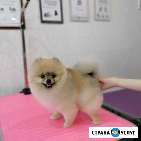 Стрижка собак и кошек Набережные Челны - изображение 1