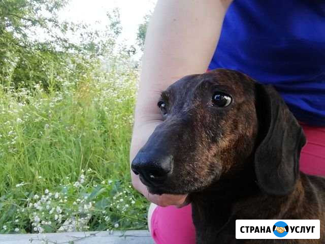 Вязка стандартная такса Калуга - изображение 1