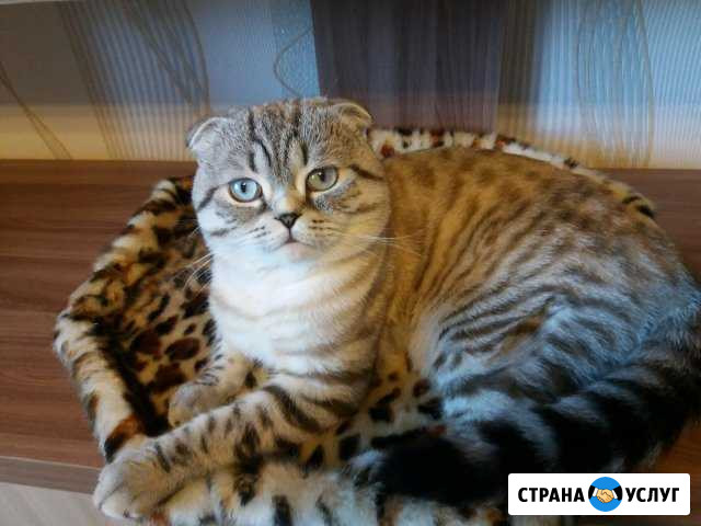 Вязка кота Чебоксары - изображение 1