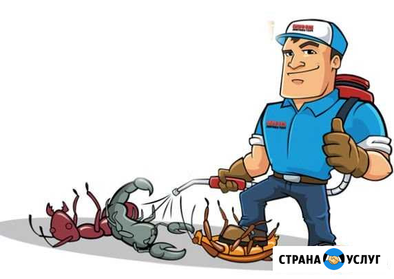 Уничтожение муравьев Новосибирск - изображение 1