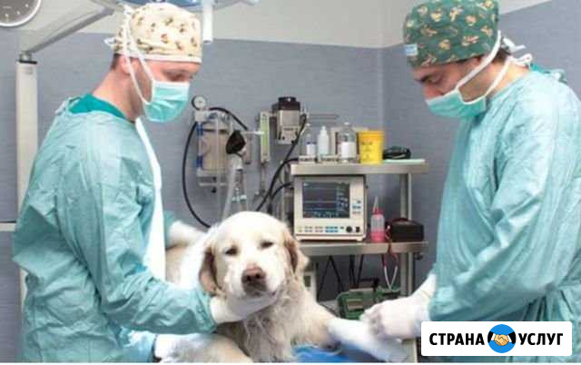 Вызов ветеринарного врача на дом Краснодар - изображение 1