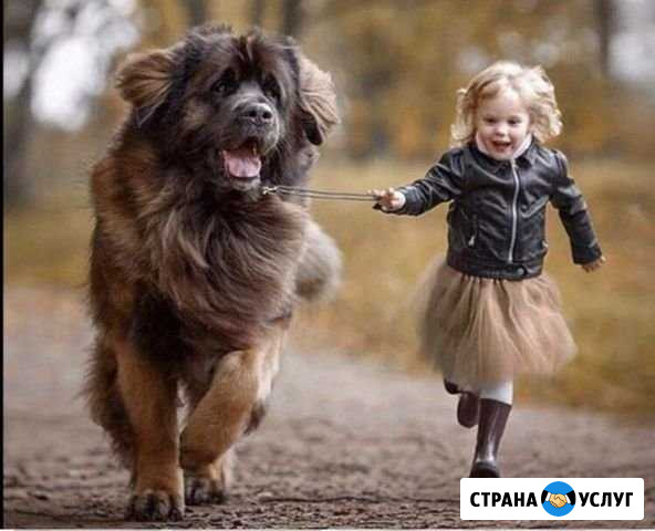 Выгул собаки Мурманск - изображение 1