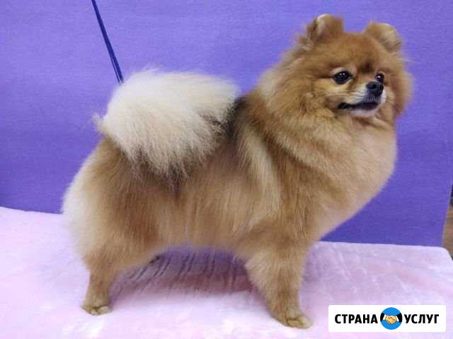 Стрижка собак всех пород Омск - изображение 1
