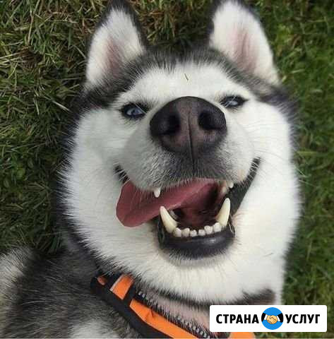 Дрессировка, консультирование, выгул собак Ангарск - изображение 1