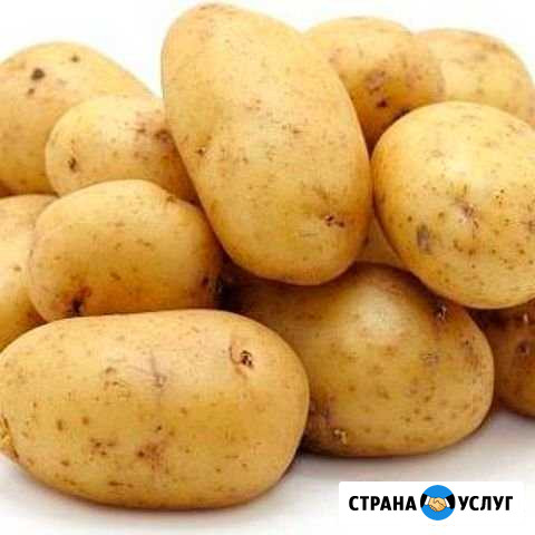 Картофель Моргауши - изображение 1