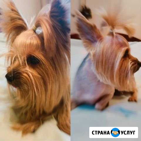 Стрижка собак.Груминг.Йорки Иваново - изображение 1