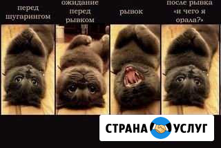 Шугаринг (Летчики) Севастополь - изображение 1