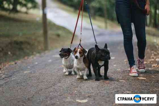 Выгул собак Сыктывкар