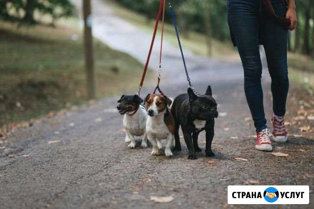 Выгул собак Сыктывкар - изображение 1